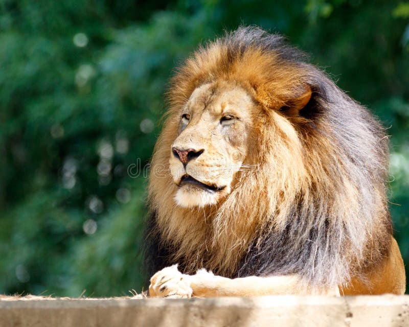 download lion king jungle download lion king jungle
