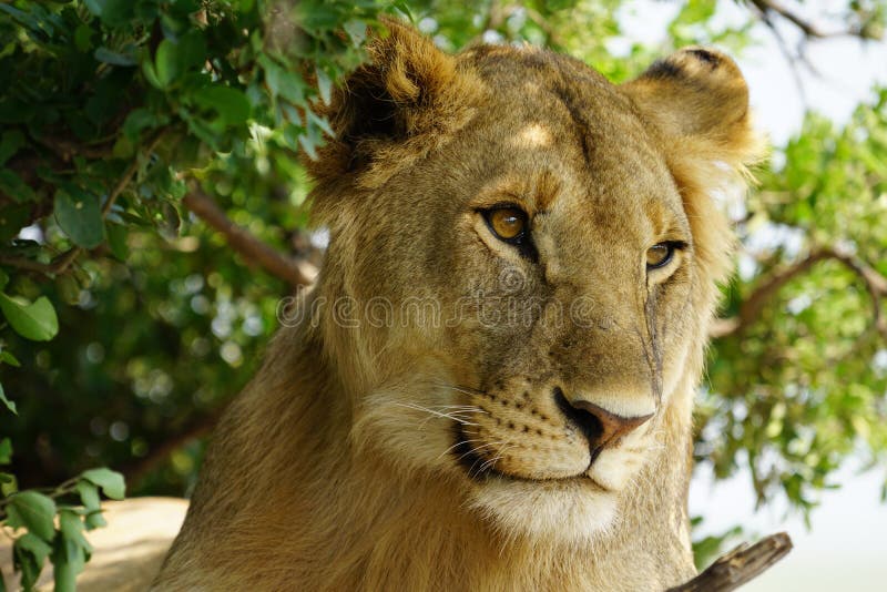 congolese spotted lion