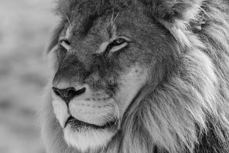 Lion King of the wild stock photo. Image of grass, danger - 28990376 Lion King of the wild stock photo. Image of grass, danger - 28990376