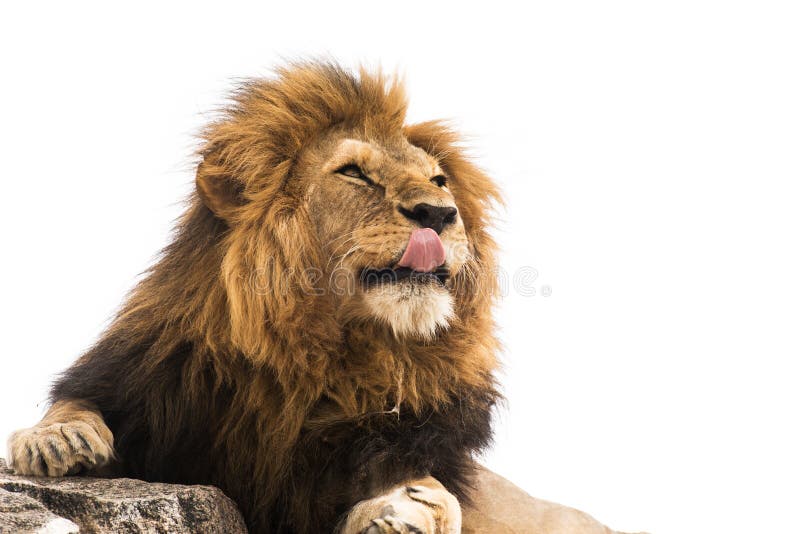 A Lion Roaring On A White Background Stock Photo Download Image Now Lion Feline Roaring White Background iStock