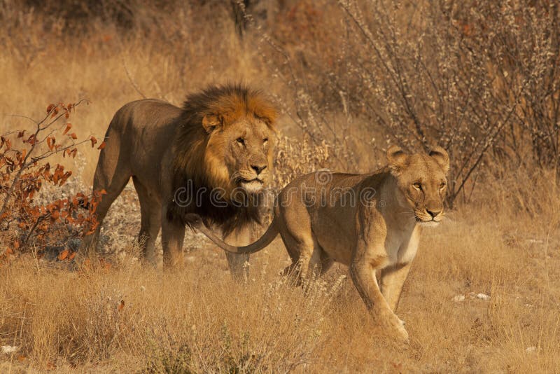 Lion and Lioness royalty free stock image