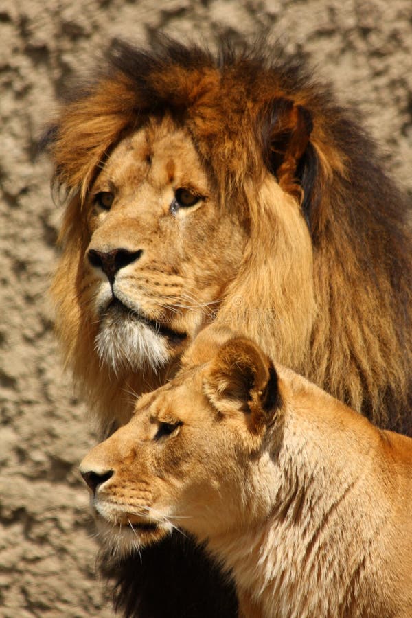 Lion and Lioness