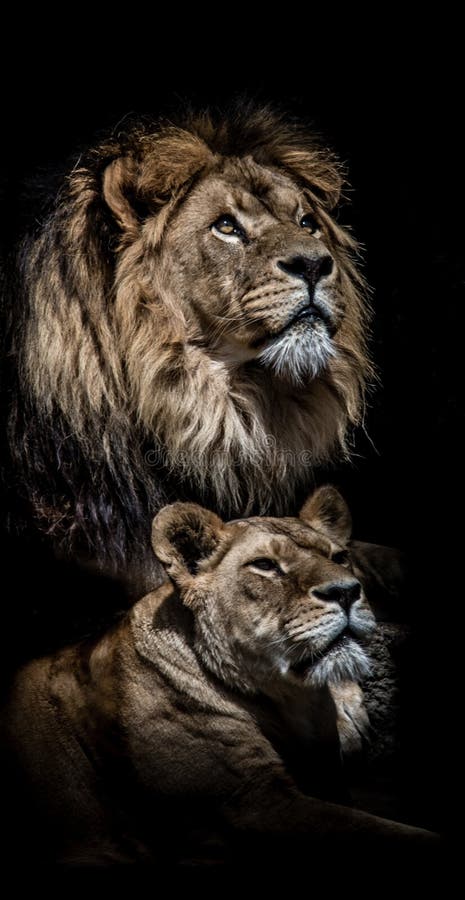 Simultaneous looking lions stock photo. Image of black - 157646180