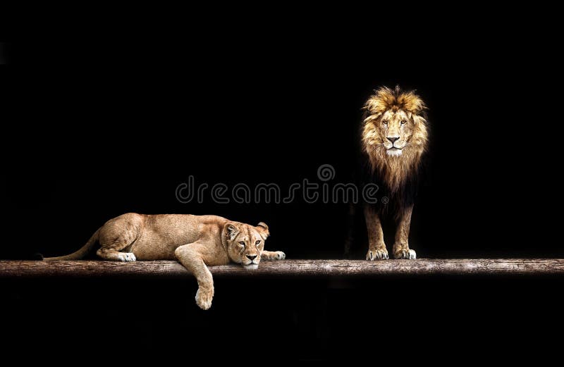 Lion and Lioness, Animal Family. Portrait in the Dark, after Sex Stock  Photo - Image of lion, beast: 169856306