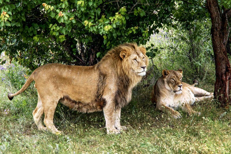 Lion and lioness have a rest under a tree