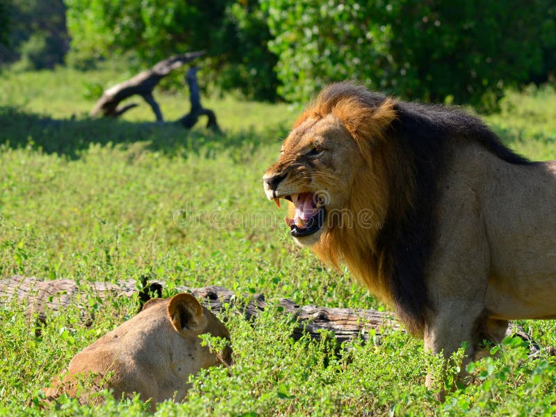 Lions inChobe national park