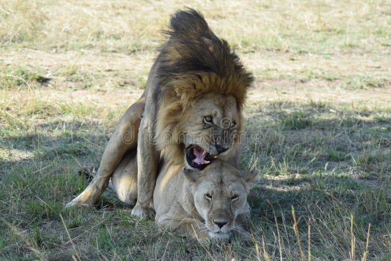 Lions Mating Stock Image Image Of Looking Background 102418515 