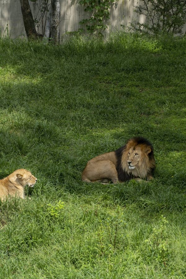 Lion and Lioness Sitting Resting on the Grass, Zoo Mexico Stock Photo -  Image of animals, carnivore: 256076914