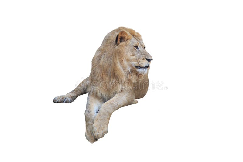 1,956 Lion Laying Down Images, Stock Photos, 3D objects, & Vectors