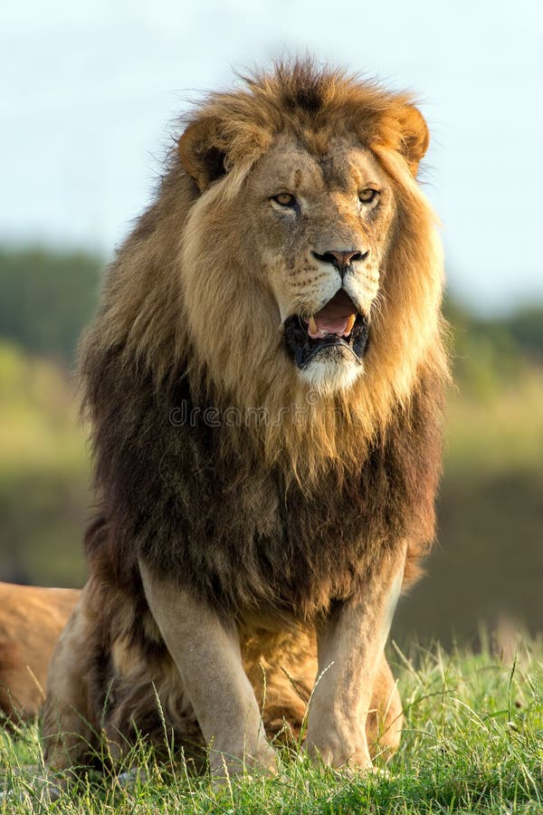 Lion stock images