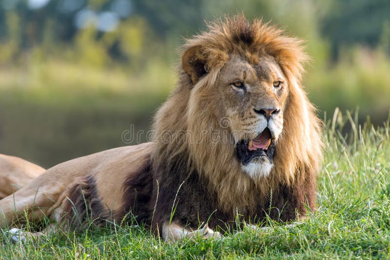Lion royalty free stock photo