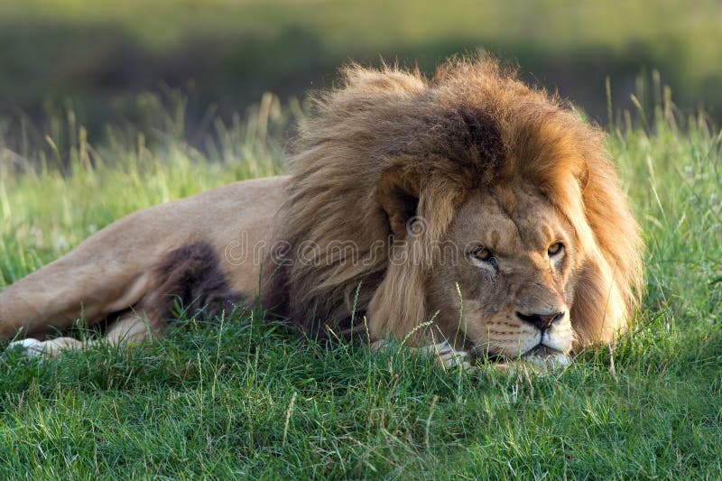 Lion stock photos