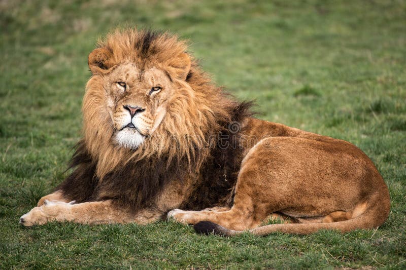 Lion stock images