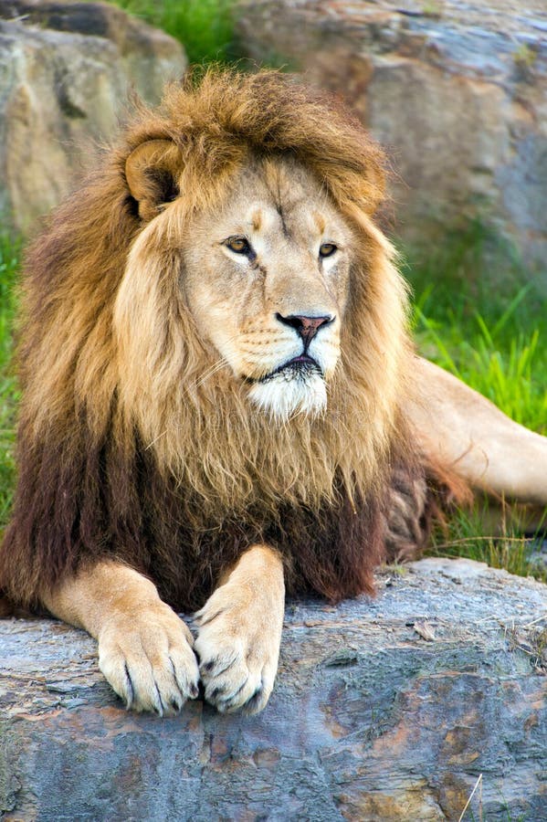 Lion royalty free stock photos