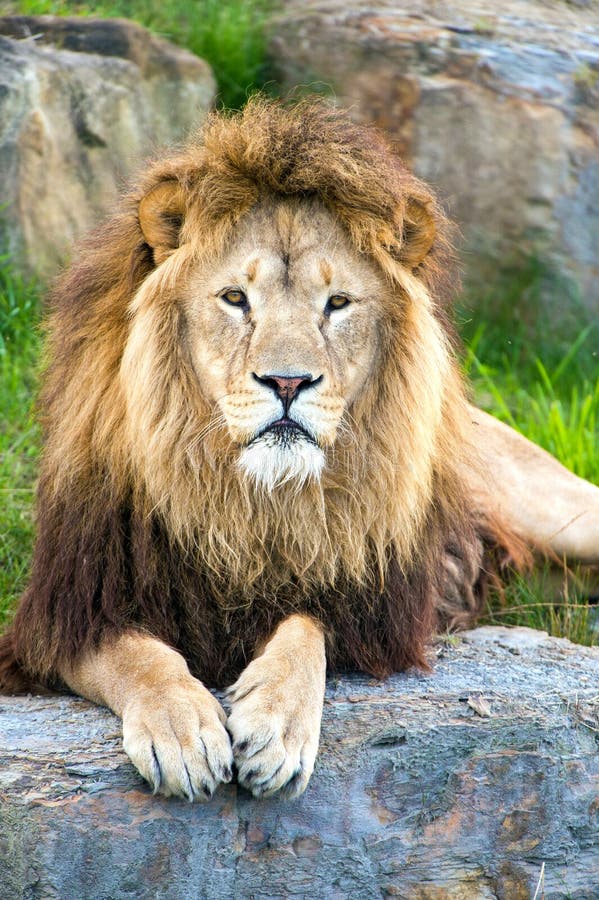 Lion stock photography