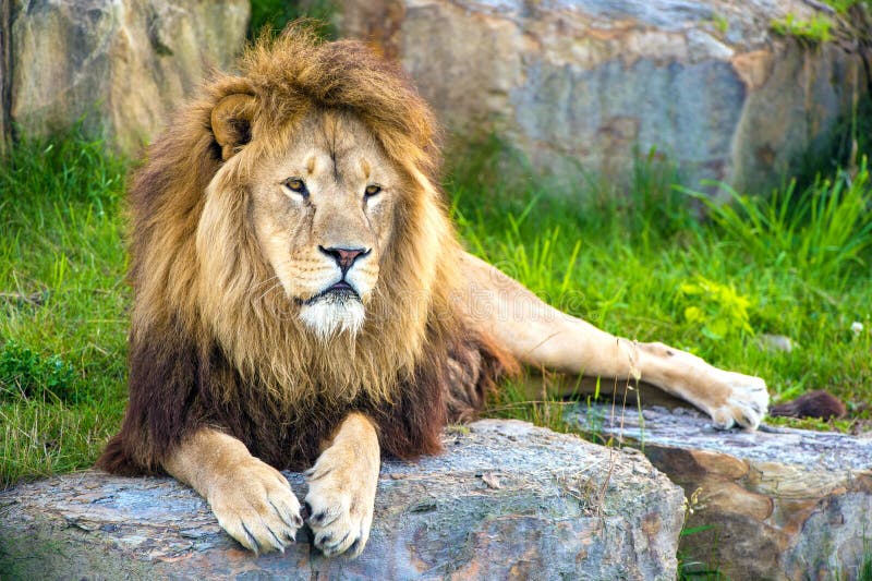 Lion stock photo