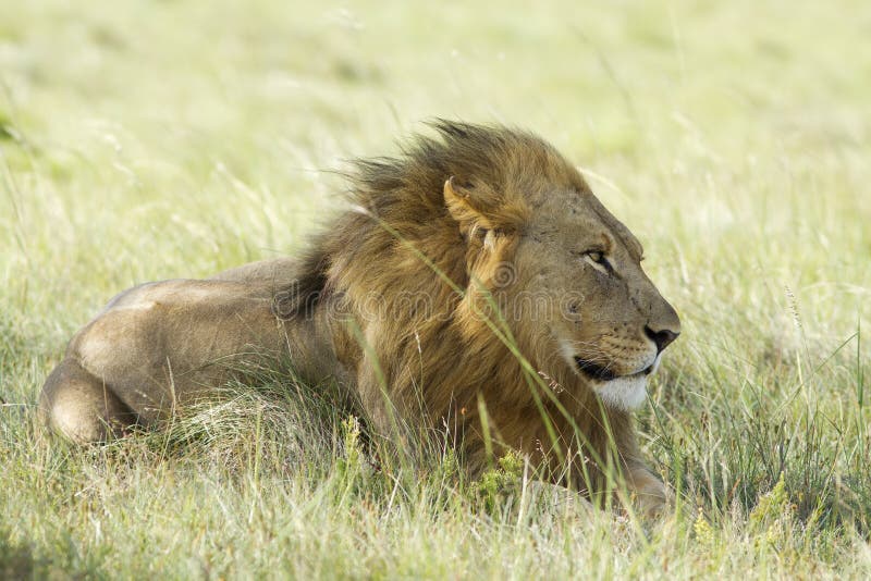 Lion male on grassland stock photos Lion male on grassland stock photos