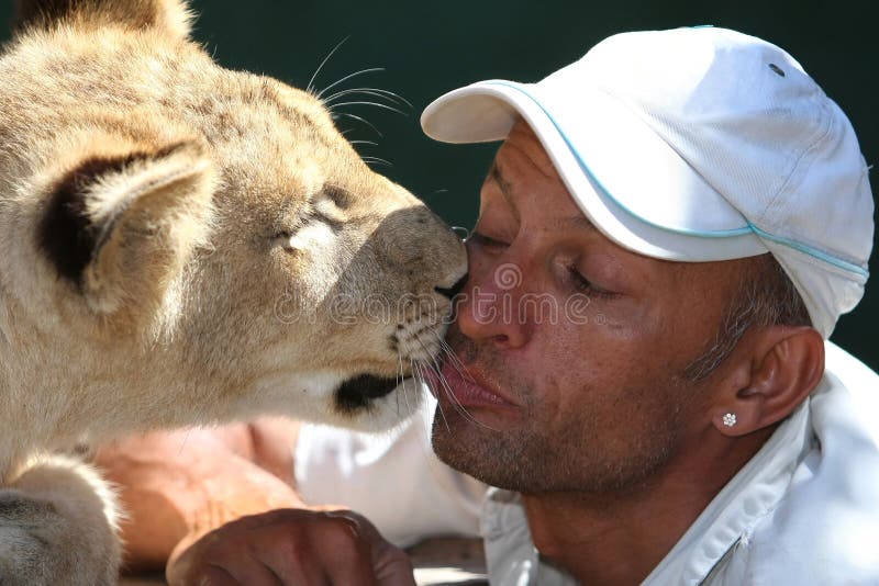 Young lion showing affection to it's trainer or handler. Young lion showing affection to it's trainer or handler