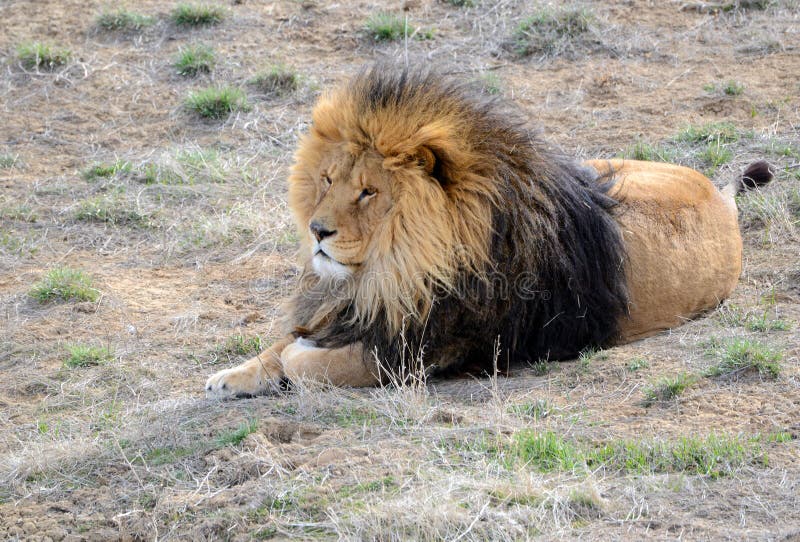 Lion with mane, by itself in open field royalty free stock photography