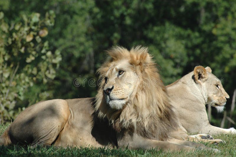 Lion Mates