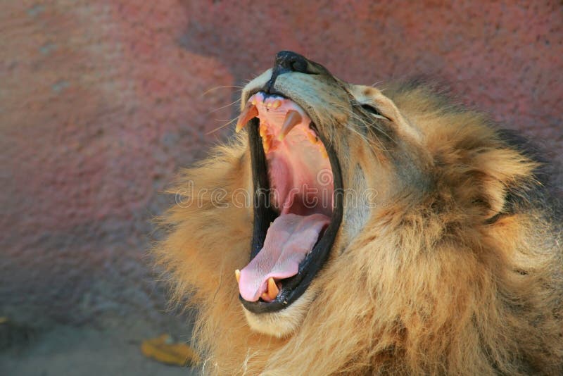 Lion mouth