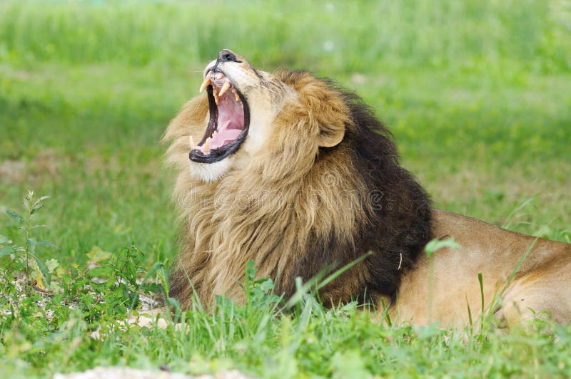 Lion with mouth open royalty free stock photo