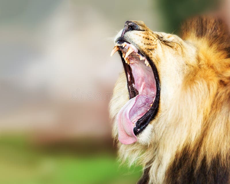 311 Lion Mouth Open Wide Photos Free Royalty Free Stock Photos From Dreamstime 311 Lion Mouth Open Wide Photos Free Royalty Free Stock Photos From Dreamstime