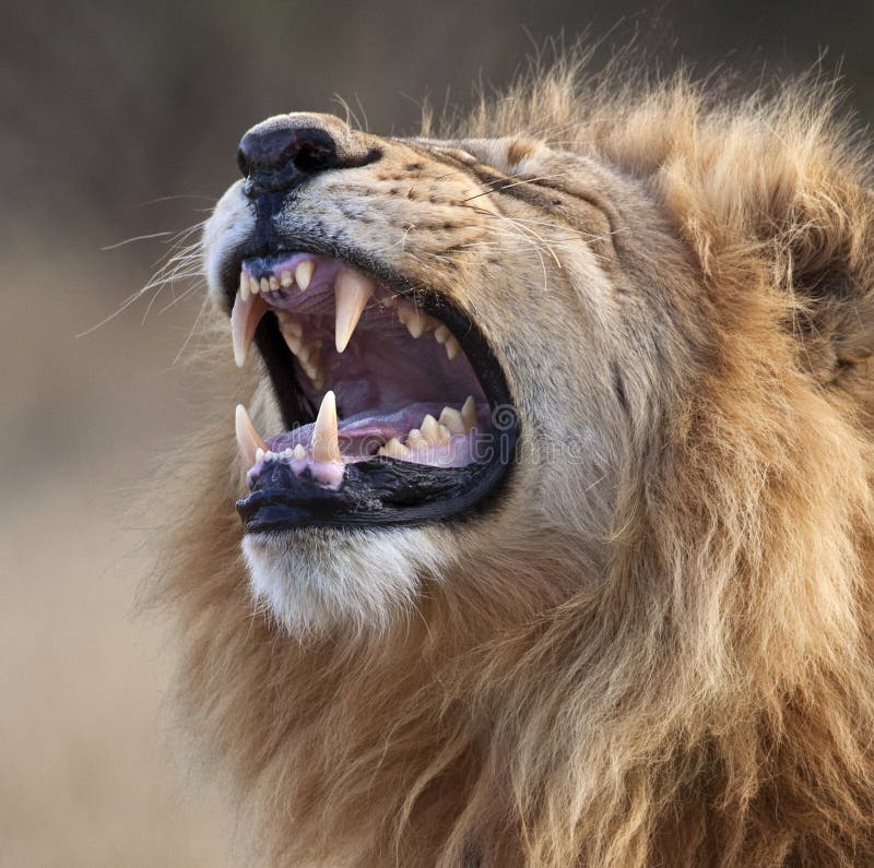 Lion mâle - Botswana