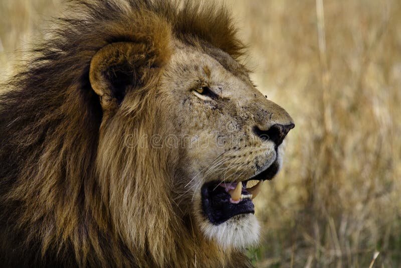 Lion mâle principal, masai Mara, Kenya photo stock Lion mâle principal, masai Mara, Kenya photo stock