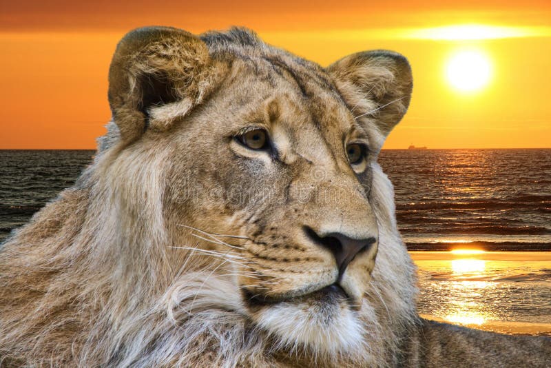 Lion and ocean sunset