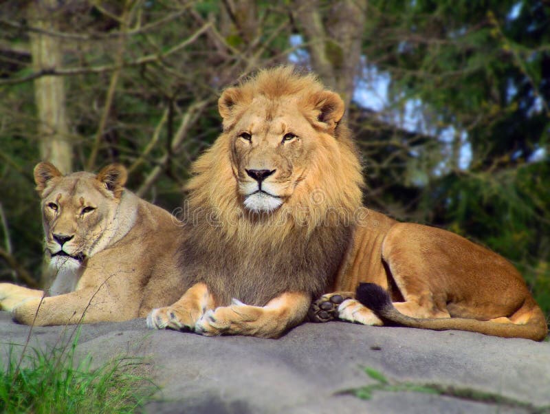 Lion pair royalty free stock images