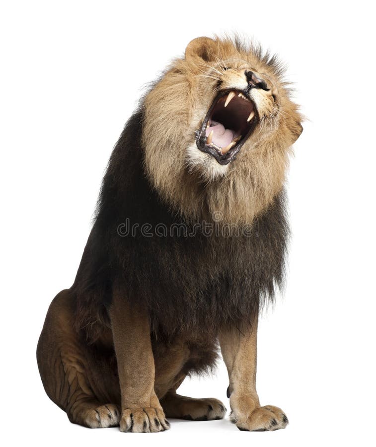 Lion, Panthera leo, 8 years old, roaring royalty free stock photo