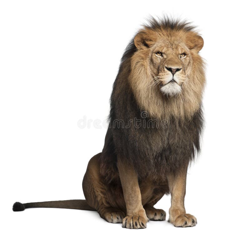 Lion, Panthera Leo, 8 Years Old, Sitting Stock Photo - Image of sitting ...