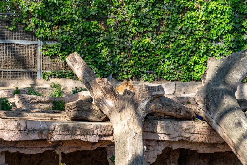 Lion Panthera leo en el parque zoológico Barcelona imágenes de archivo libres de regalías Lion Panthera leo en el parque zoológico Barcelona imágenes de archivo libres de regalías