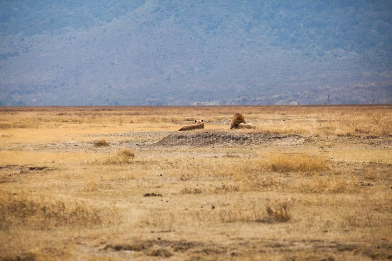 Lion Panthera leo familj arkivfoto Lion Panthera leo familj arkivfoto