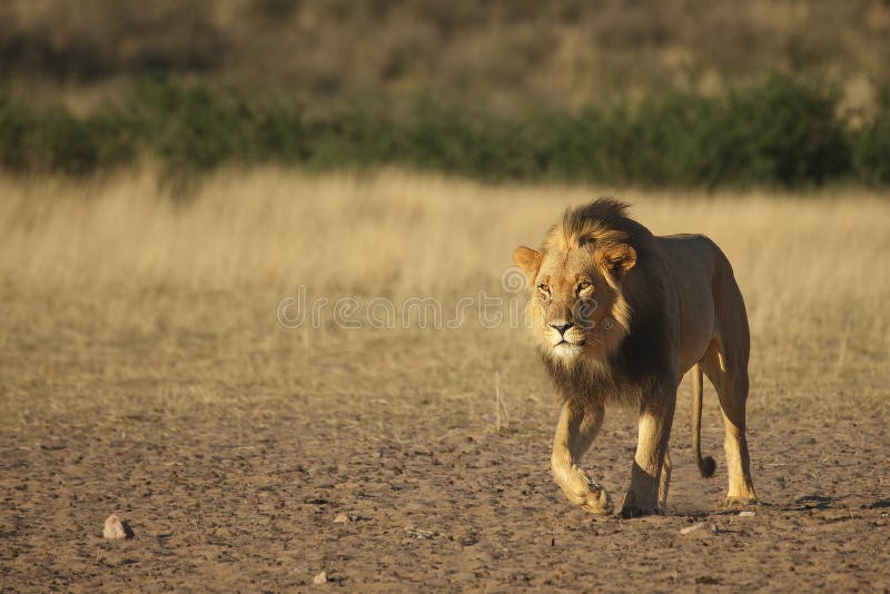 Lion male Panthera leo walking in Kalahari desert and looking for the rest of his pride in morning sun. Sand in background. Lion male with black mane on patrol. Lion male Panthera leo walking in Kalahari desert and looking for the rest of his pride in morning sun. Sand in background. Lion male with black mane on patrol.