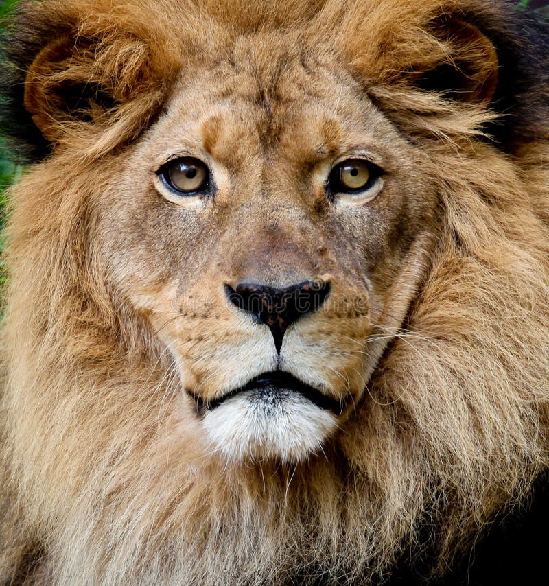 Lion Portrait stock image. Image of hair, african, fierce 13826705