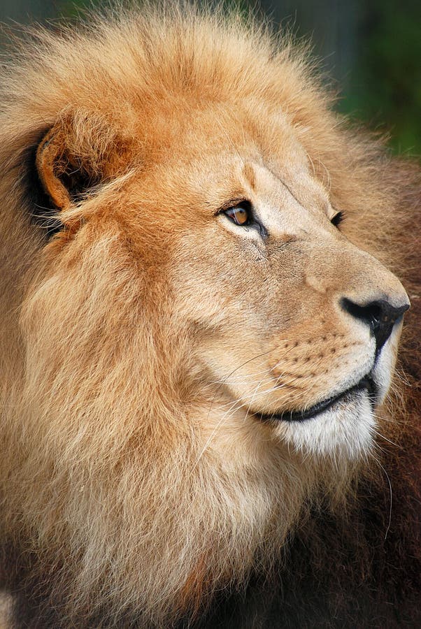 Lion Portrait stock photo. Image of beast, claws, sharp - 2868262 Lion Portrait stock photo. Image of beast, claws, sharp - 2868262