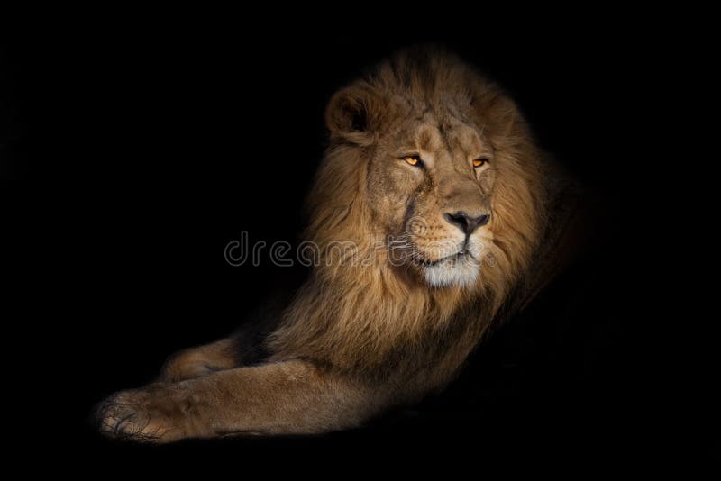 Lion portrait on a black background. lion on a black background. powerful lion male with a chic mane consecrated by the sun