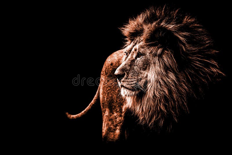 Lion Portrait in Dark Orange Colours Stock Photo Image of africa
