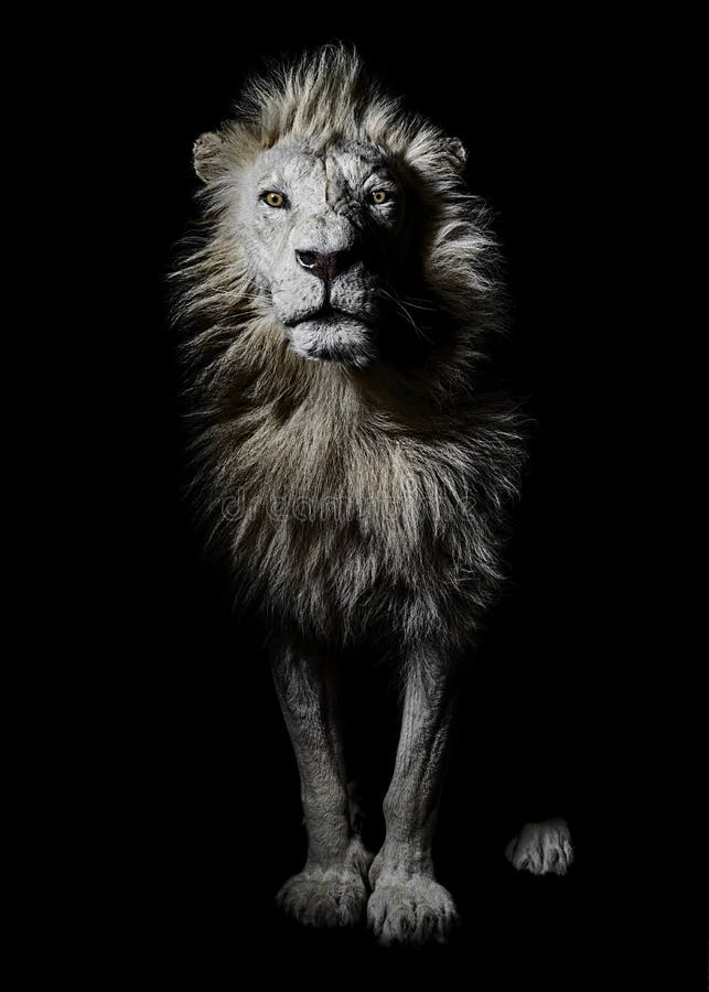Lion Portrait Full Body blanco africano masculino fotografía de archivo Lion Portrait Full Body blanco africano masculino fotografía de archivo