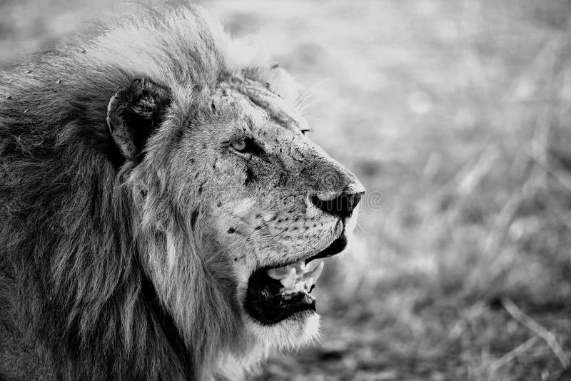 Lion Portrait in het Nationale Park van Serengeti stock foto Lion Portrait in het Nationale Park van Serengeti stock foto