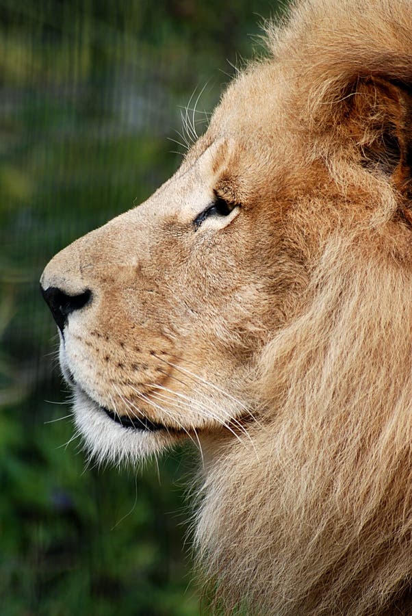 Big Lion Lions Photos Wild Animals Photography Lion Images