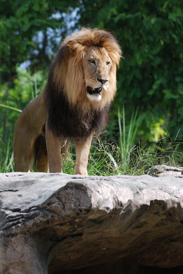 download lion king in the jungle download lion king in the jungle