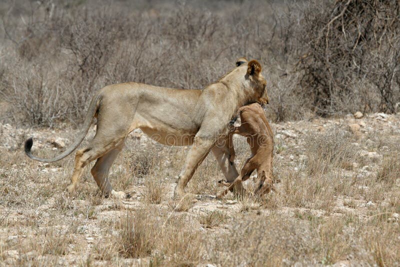 Lion Prey