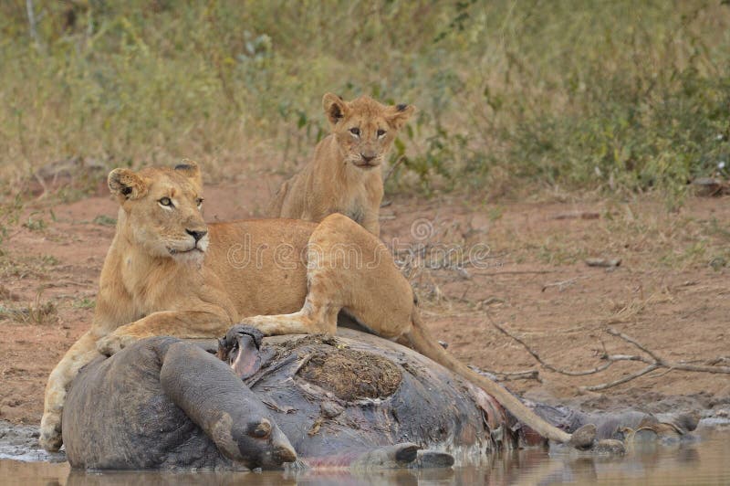 Lion pride (Panthera leo Krugeri) at Hippo kill royalty free stock photography Lion pride (Panthera leo Krugeri) at Hippo kill royalty free stock photography