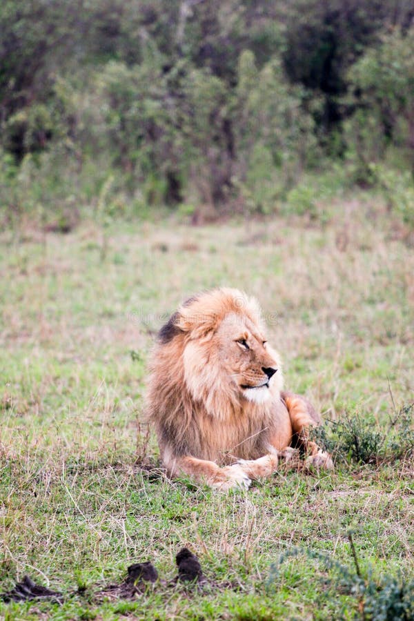 Lion at rest