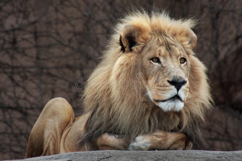 Lion Resting