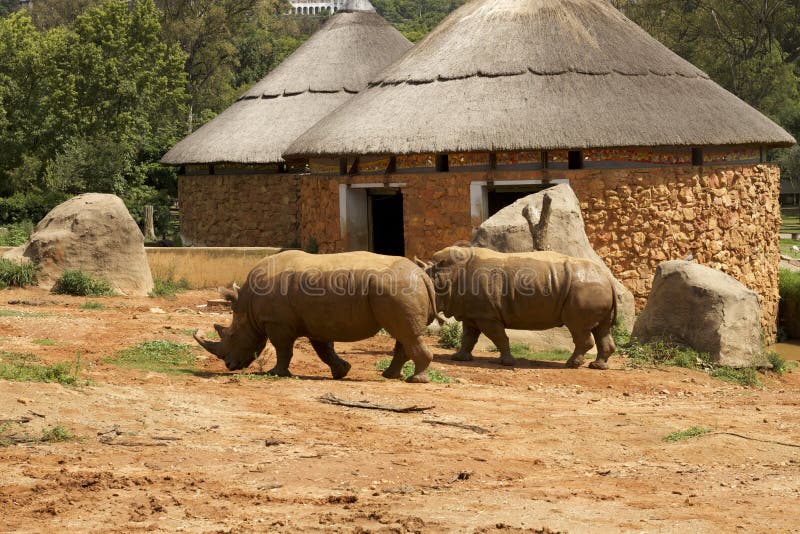 Lion and rhino park south africa