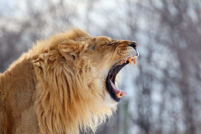 Lion Roar photographie stock libre de droits